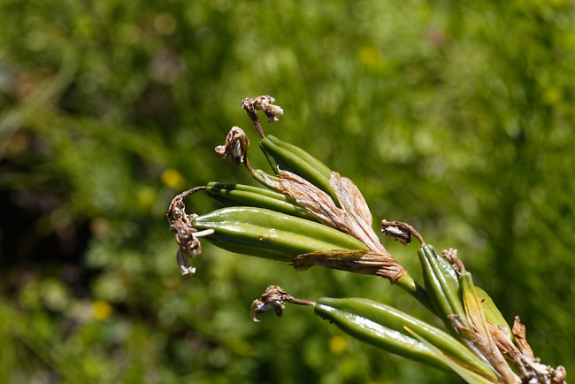 Jardin Botanique de la Bastide-066